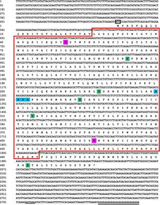Functional Characterization of Facilitative Glucose Transporter 4 With a Delay Responding to Plasma Glucose Level in Blunt Snout Bream (Megalobrama amblycephala)